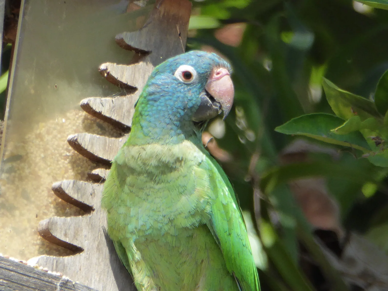 From time to time, wild parrots stop by in the back yard to visit.