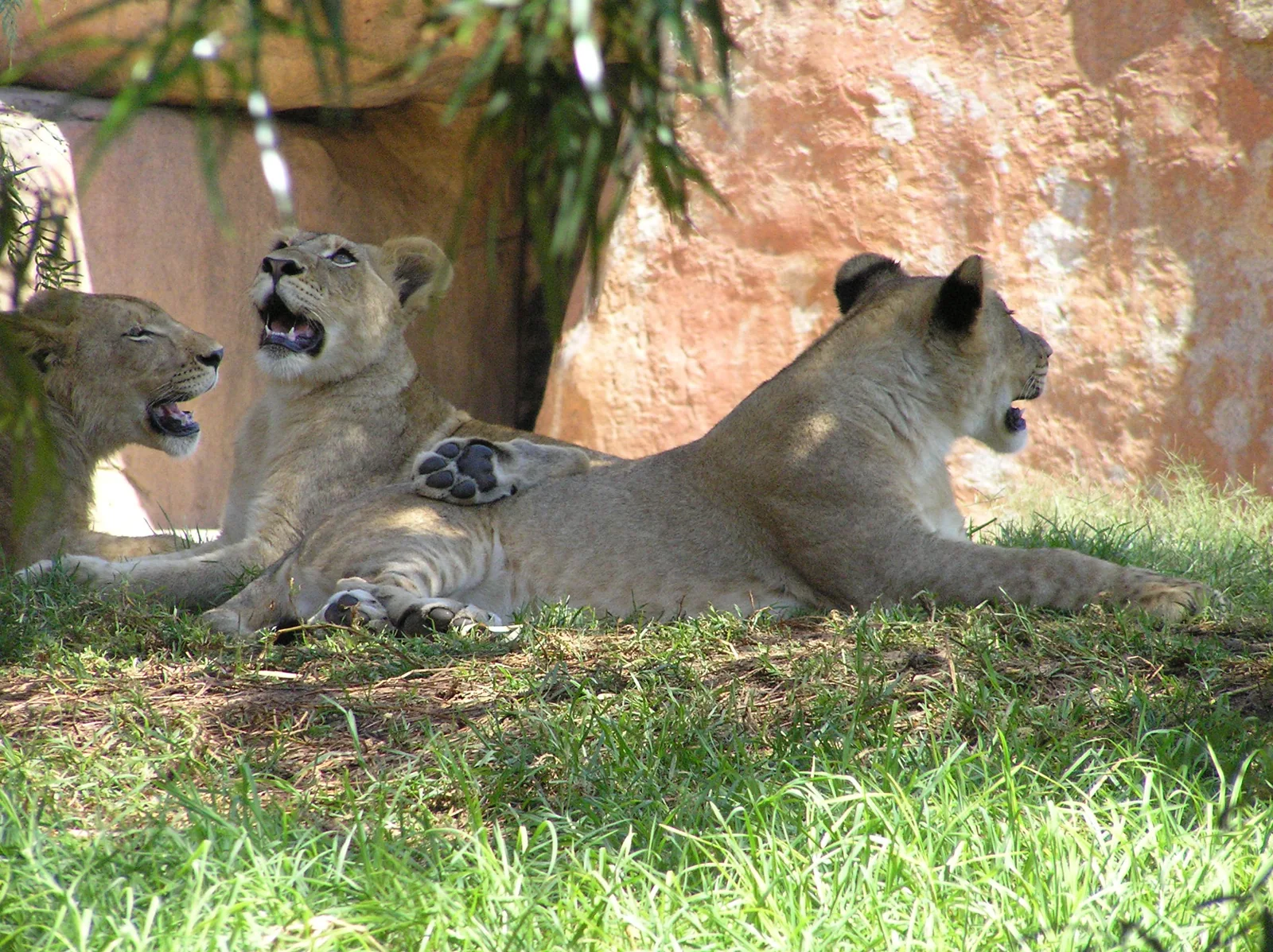 Yes, I heard the guests are going to the Safari Park, too!