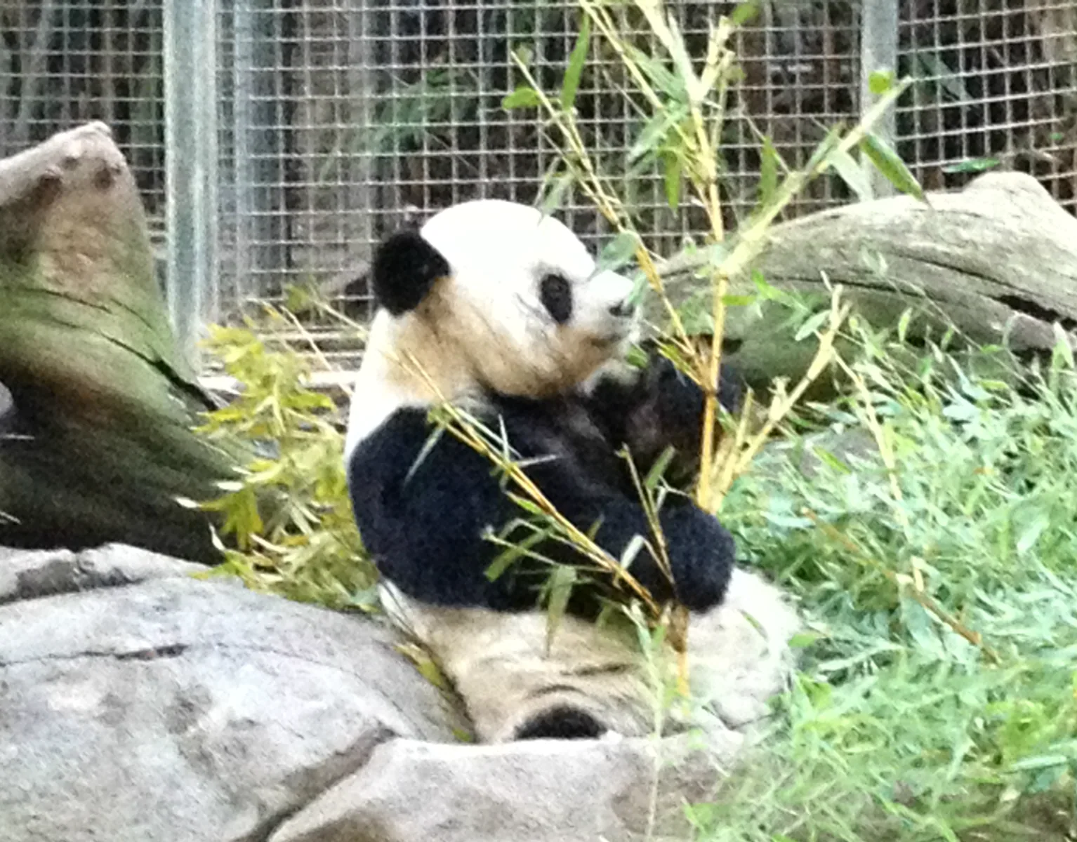Another one of our San Diego zoo friends who you will enjoy seeing.