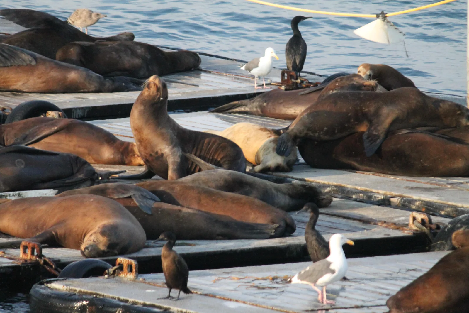 You can often hear a sea lion barking in the distance.