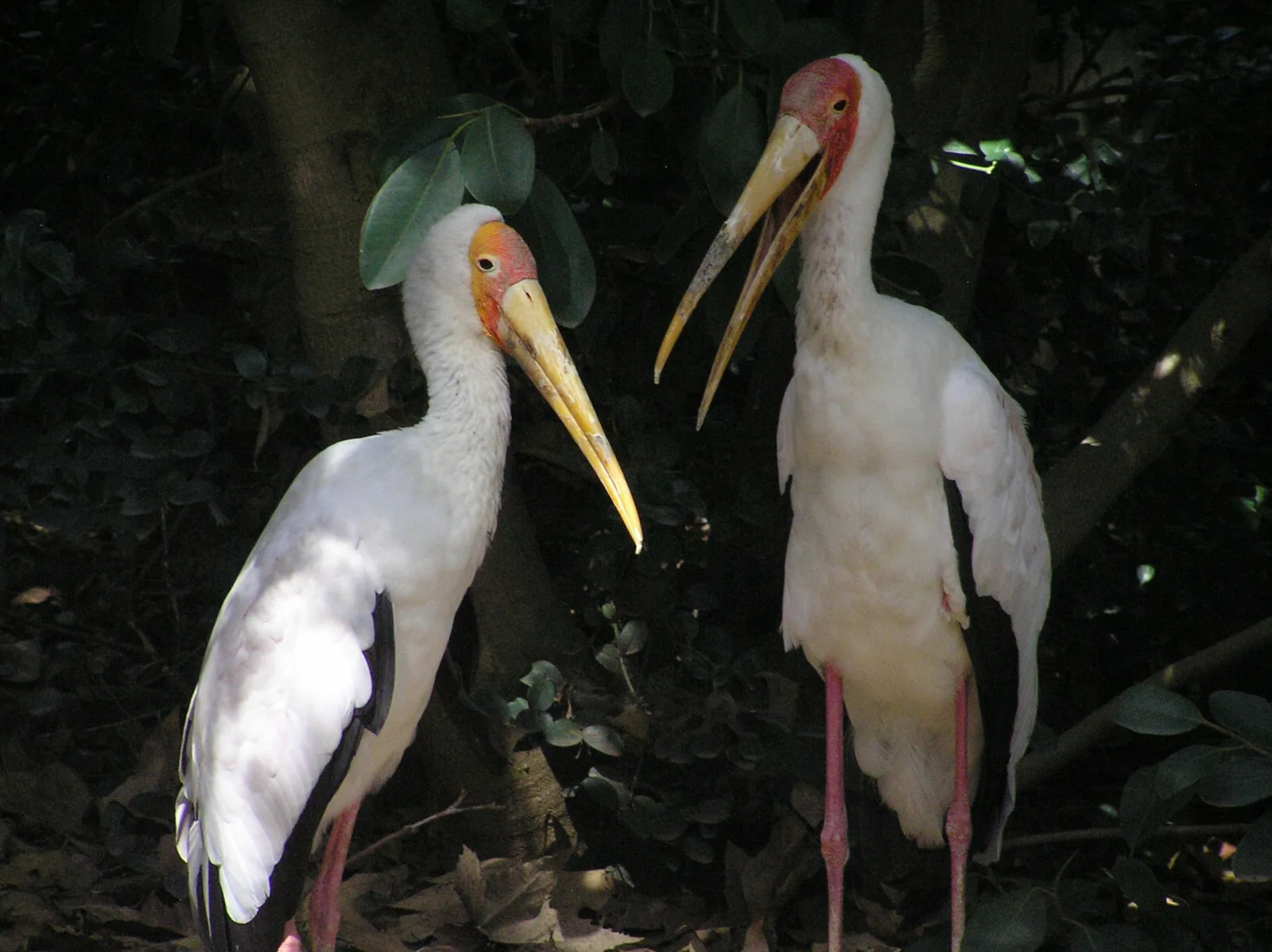 Did you hear? Dave and Kelle’s guests are coming to the Zoo!